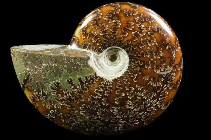 Polished, Agatized Ammonite (Cleoniceras) - Madagascar #88140